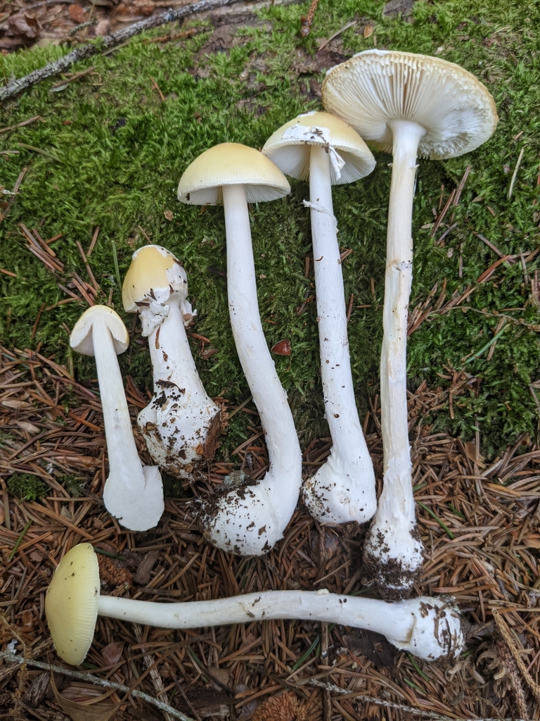 Little Straw-Colored Amanita