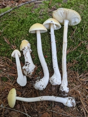 Amanita stranella
