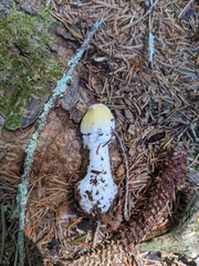 Amanita stranella