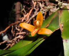 Maxillaria villosa