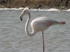 Phoenicopterus roseus