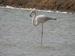 Phoenicopterus roseus