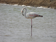 Phoenicopterus roseus
