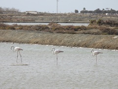 Phoenicopterus roseus