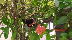 Heraclides anchisiades