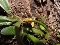 Maxillaria superflua