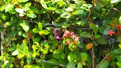 Heraclides anchisiades