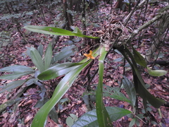 Maxillaria villosa