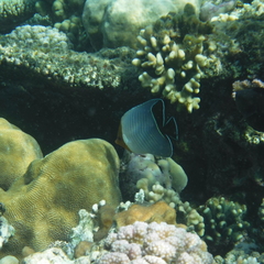 Chaetodon larvatus