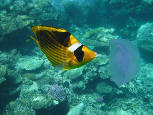 Diagonal butterflyfish (Chaetodon fasciatus) — Chaetodontidae — 2
