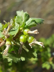 Ribes leptanthum