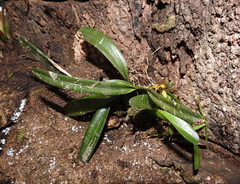Maxillaria superflua