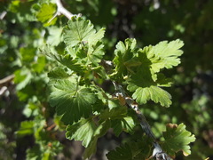Ribes leptanthum