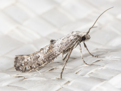 Ochromolopis ramapoella