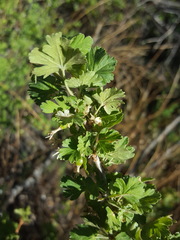 Ribes leptanthum