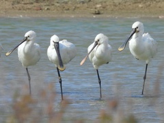 Platalea leucorodia