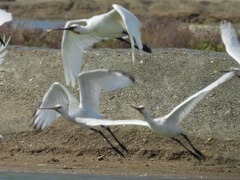 Platalea leucorodia
