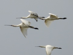 Platalea leucorodia