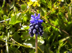 Muscari neglectum