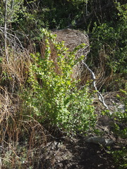 Ribes leptanthum