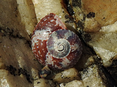 Oxystele tabularis