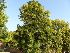 Tilia platyphyllos