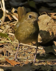 Luscinia phaenicuroides