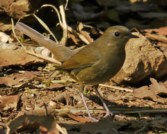 Luscinia phaenicuroides