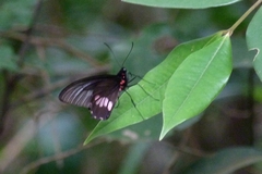 Parides neophilus