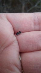 Saxinis saucia