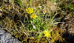 Crepis nigrescens