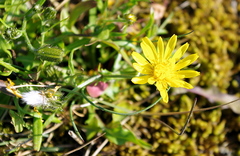 Crepis nigrescens