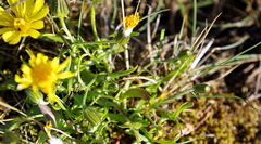 Crepis nigrescens