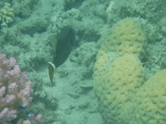 Sufflamen albicaudatum