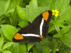 Adelpha syma