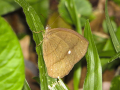 Forsterinaria quantius