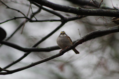 Zonotrichia albicollis