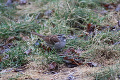 Zonotrichia albicollis