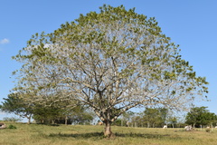 Sapium glandulosum