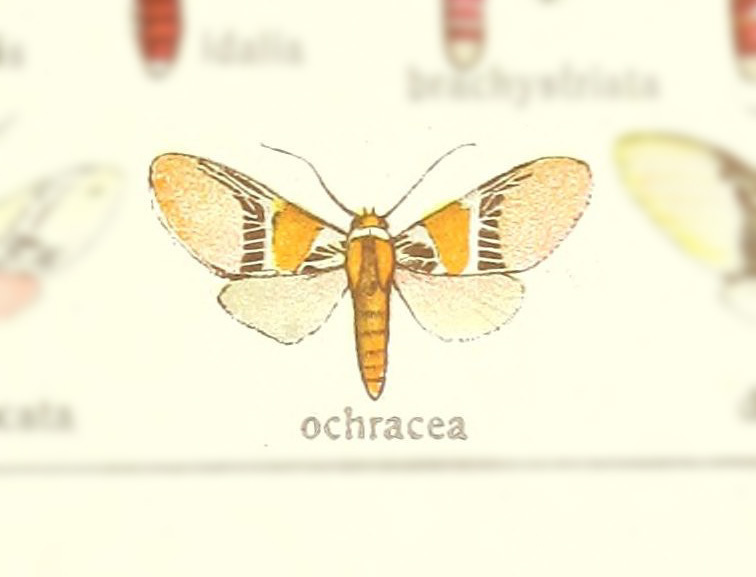 Idalus ochracea