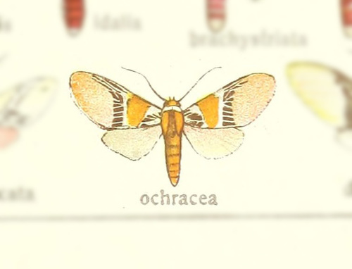 Idalus ochracea