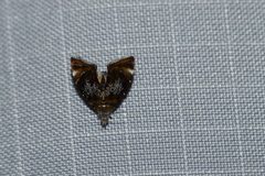 Prochoreutis inflatella