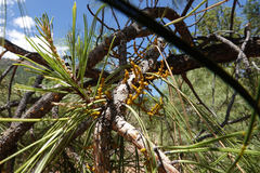 Arceuthobium vaginatum