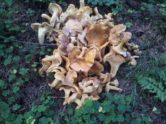 Cantharellus amethysteus