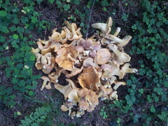 Cantharellus amethysteus