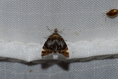 Prochoreutis inflatella