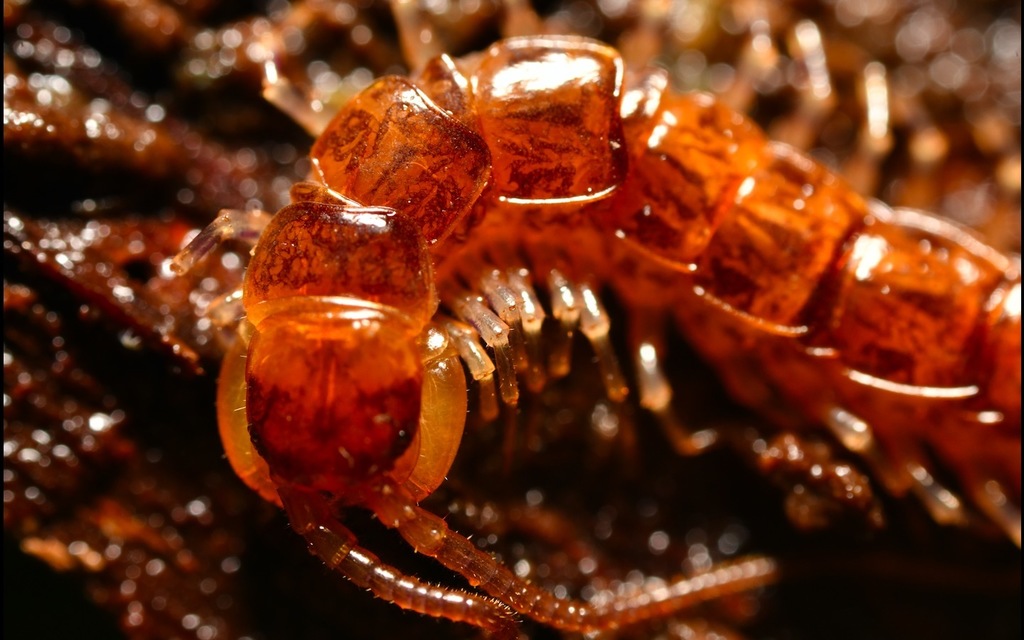 Banded Centipede, photo 1 of 10