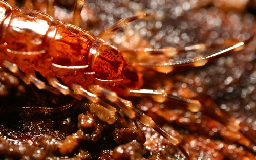 Banded Centipede, photo 3 of 10