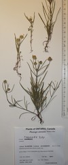 Plantago indica