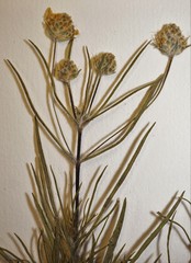 Plantago indica